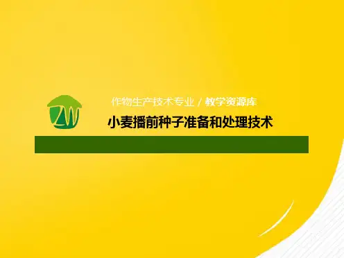 小麦播前种子准备和处理(详细分析：种子)共9张PPT
