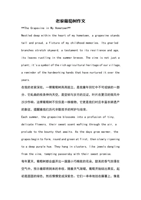 老家葡萄树作文