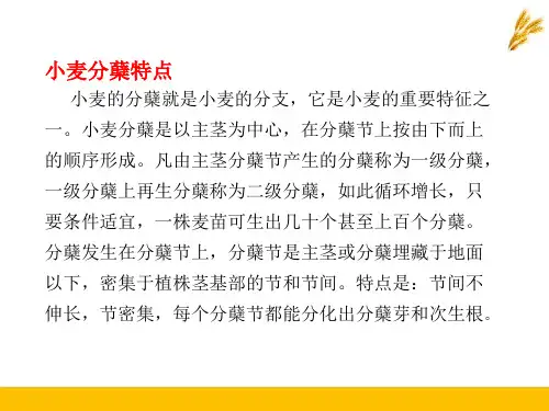 小麦生产技术基础—小麦的阶段发育