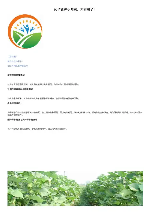 间作套种小知识，太实用了！