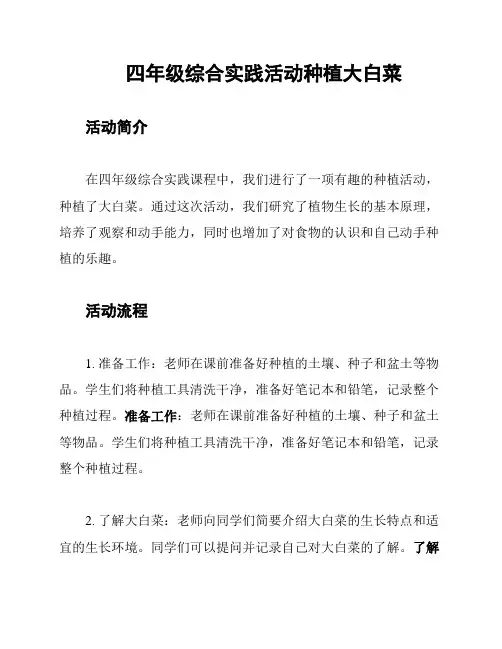 四年级综合实践活动种植大白菜
