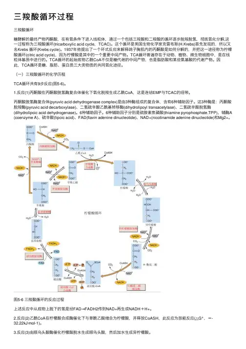 三羧酸循环过程