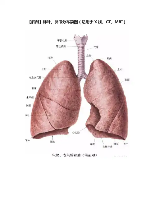 【解剖】肺叶、肺段分布简图（适用于X线、CT、MRI）