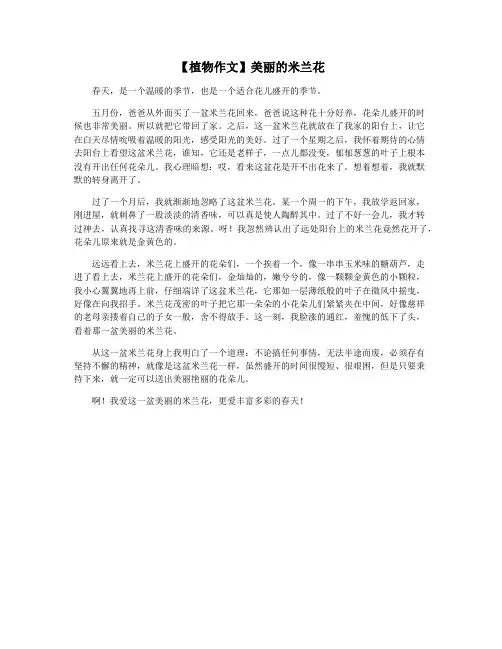 【植物作文】美丽的米兰花