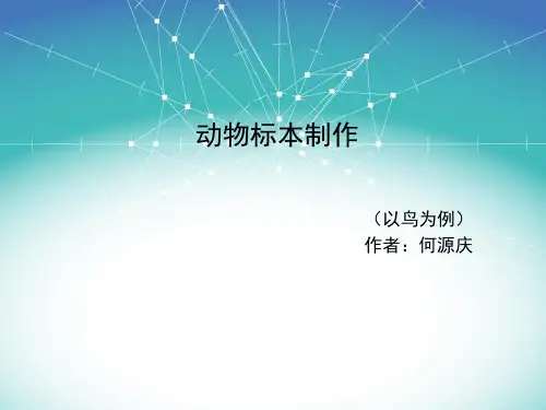鸟类剖制标本制作