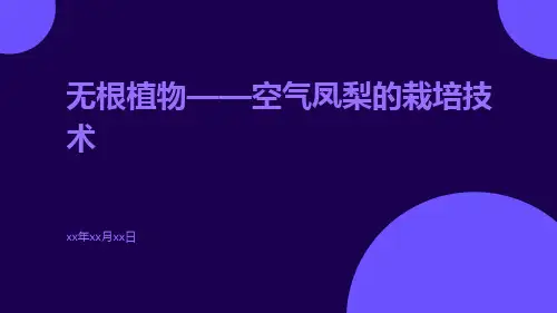 无根植物——空气凤梨的栽培技术