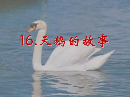 四年级下册语文课件-课文16《天鹅的故事》苏教版(共22张PPT) (1)