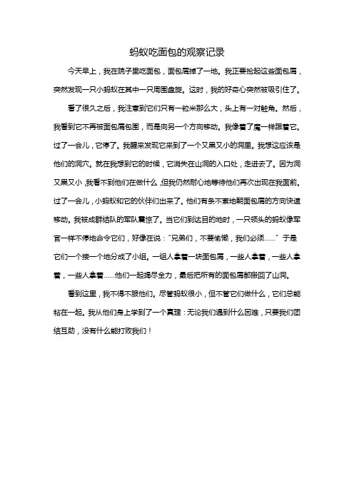 蚂蚁吃面包的观察记录
