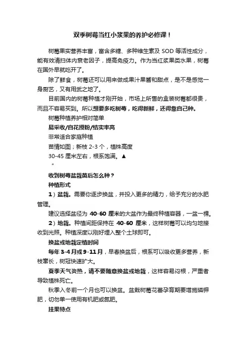 双季树莓当红小浆果的养护必修课！