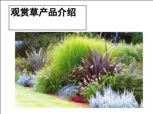 观赏草产品介绍