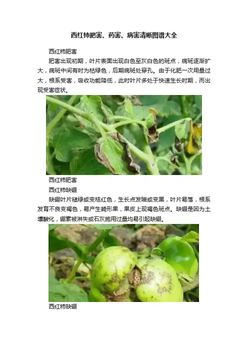 西红柿肥害、药害、病害清晰图谱大全