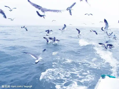 北师大版语文第五册《海底世界》PPT课件2   大赛获奖精美课件PPT