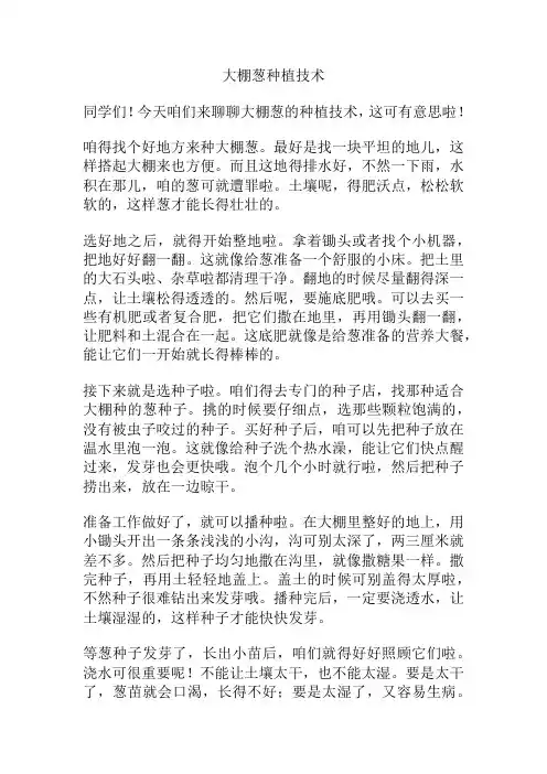大棚葱种植技术
