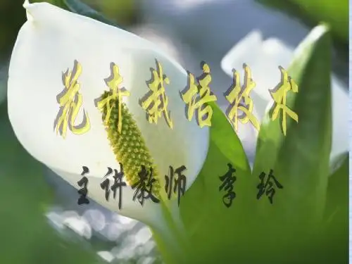 花卉分类