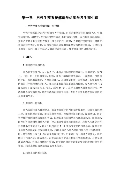 第一章男性生殖系统解剖学组织学及生殖生理