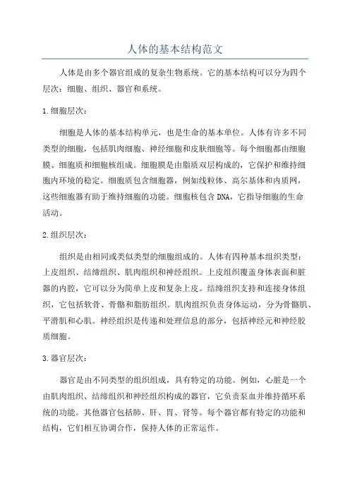 人体的基本结构范文