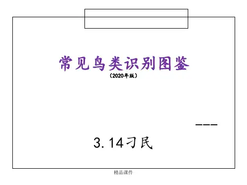 常见鸟类识别图鉴