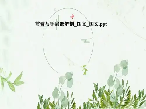 前臂与手局部解剖_图文_图文