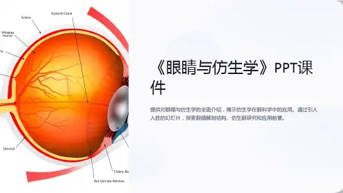 《眼睛与仿生学》课件