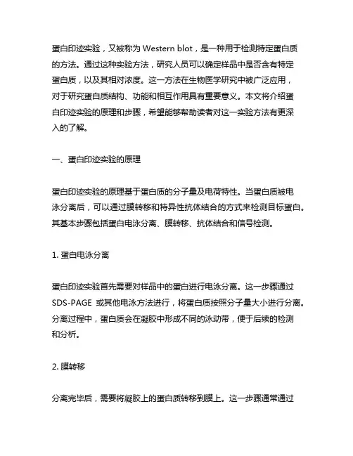 蛋白印迹实验方法的原理和步骤