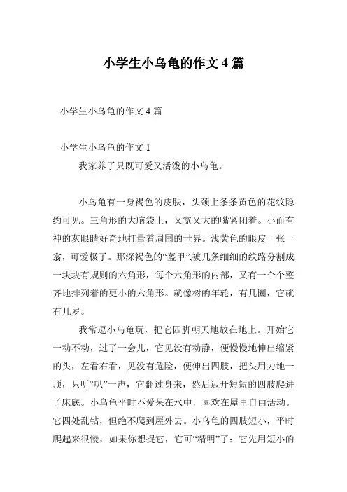 小学生小乌龟的作文4篇