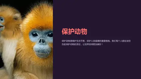 《保护动物》课件
