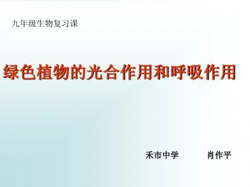 植物的光合作用和呼吸作用复习课件