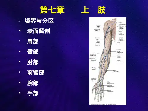 局部解剖讲稿上肢.ppt