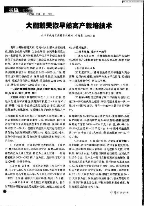 大棚朝天椒早熟高产栽培技术