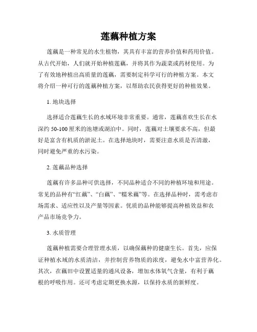 莲藕种植方案