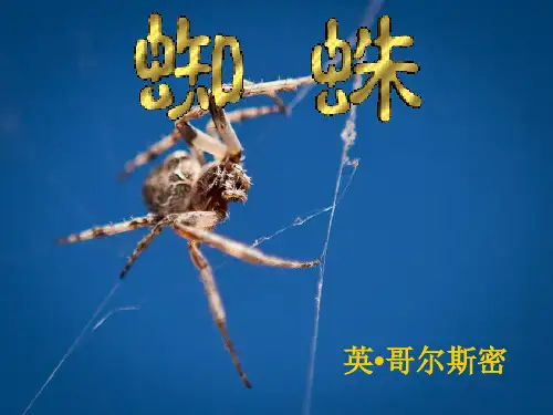 蜘蛛PPT课件