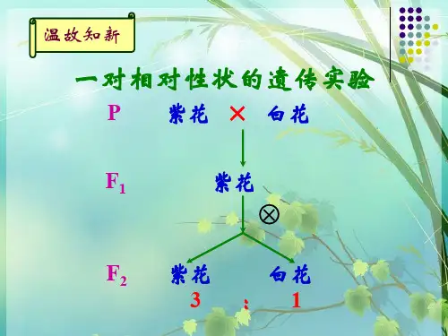 高中生物基因的自由组合定律 PPT课件 图文