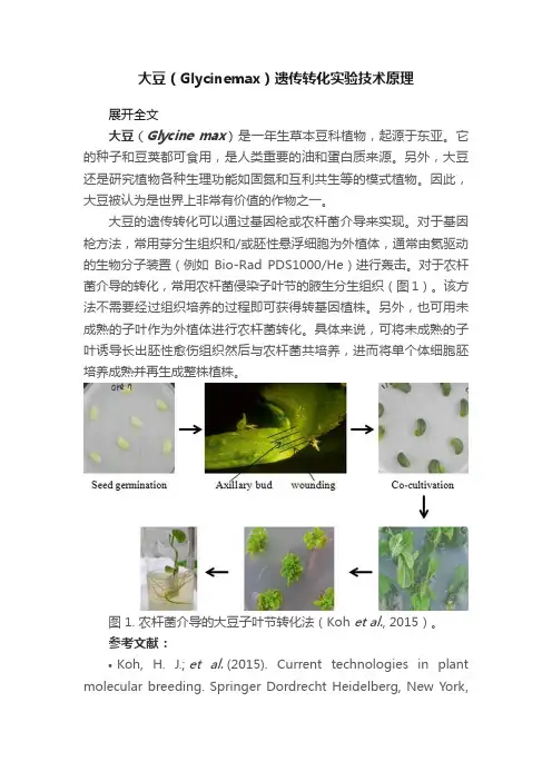 大豆（Glycinemax）遗传转化实验技术原理