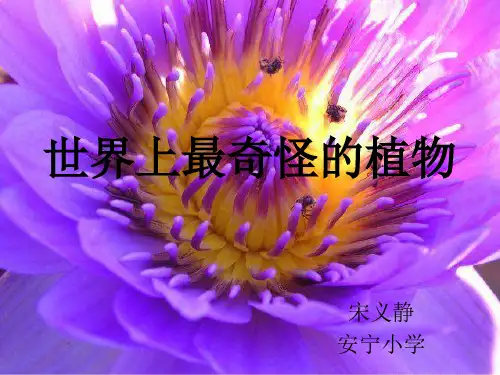 世界上最奇怪的植物,世界上最美的地方