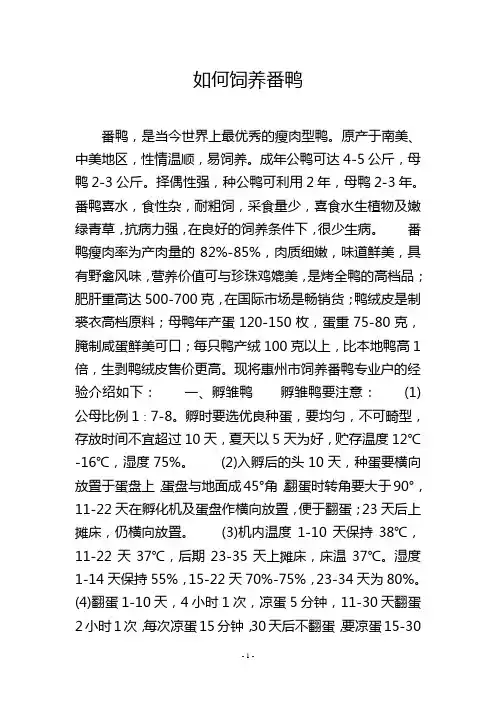 如何饲养番鸭