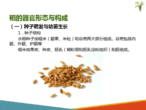 水稻生产的基础知识—水稻的器官(北方水稻生产课件)