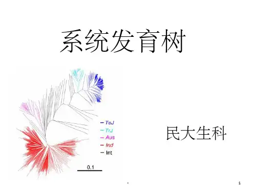 系统发育树 ppt