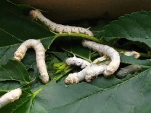 生物课件-第一节生物的无性生殖.ppt