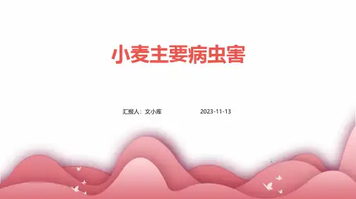 小麦主要病虫害