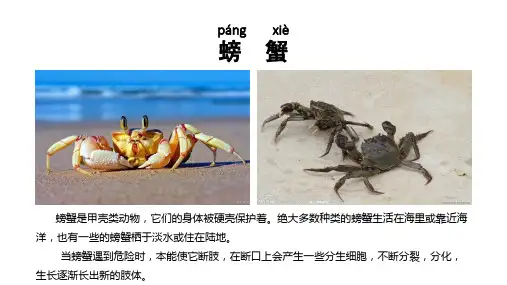 再生动物