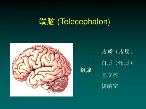 端脑
