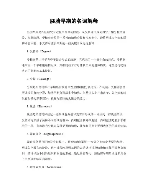 胚胎早期的名词解释