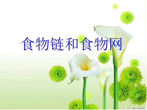 食物链和食物网食物链和食物网  ppt课件