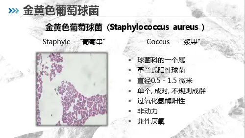 9.8.188.食品微生物快速检测金黄色葡萄球菌定性检测