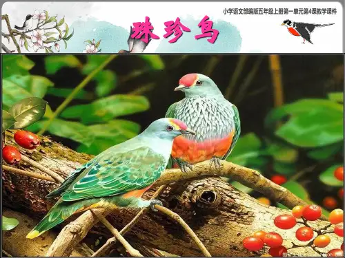《珍珠鸟》课件(共67张PPT)