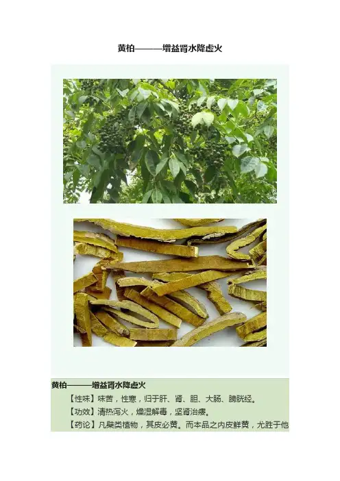 黄柏———增益肾水降虚火