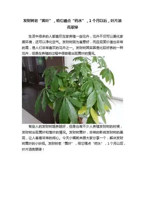发财树老“黄叶”，给它喂点“药水”，1个月以后，叶片油亮翠绿
