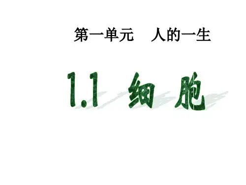 青岛版小学科学六年级下册科学《细胞》
