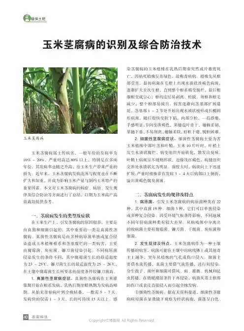 玉米茎腐病的识别及综合防治技术