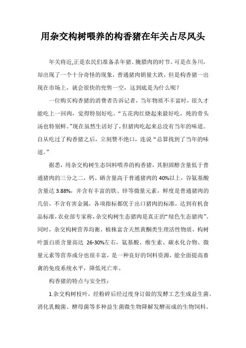 用杂交构树喂养的构香猪在年关占尽风头